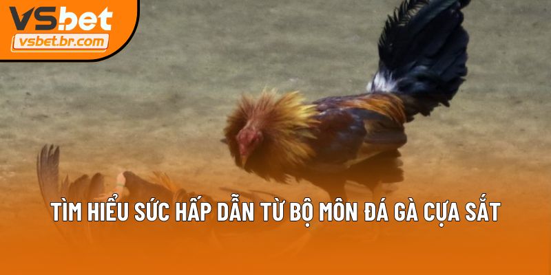 Tìm hiểu sức hấp dẫn từ bộ môn đá gà cựa sắt