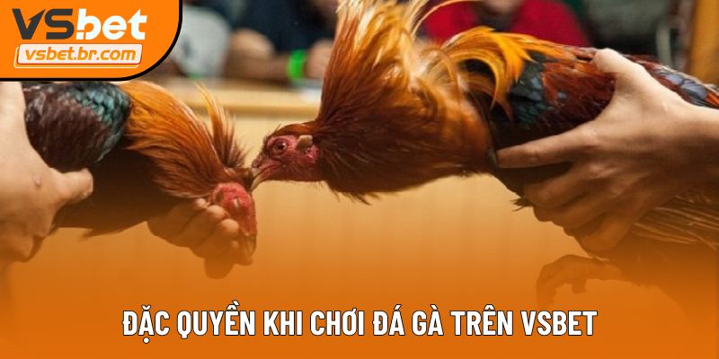 Đặc quyền khi chơi đá gà trên Vsbet